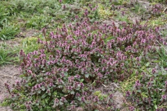 2020-03-29 Sochowa Zagroda (27)