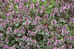 2020-03-29 Sochowa Zagroda (28)