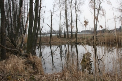 2020-03-29 Sochowa Zagroda (29)