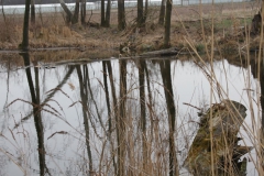 2020-03-29 Sochowa Zagroda (30)