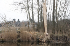 2020-03-29 Sochowa Zagroda (31)