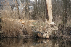 2020-03-29 Sochowa Zagroda (32)