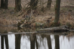 2020-03-29 Sochowa Zagroda (33)