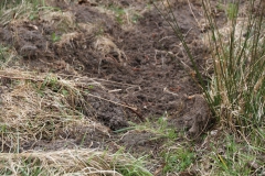 2020-03-29 Sochowa Zagroda (35)