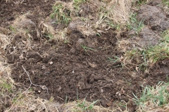 2020-03-29 Sochowa Zagroda (36)