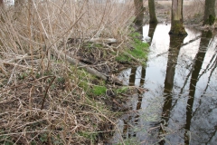 2020-03-29 Sochowa Zagroda (37)