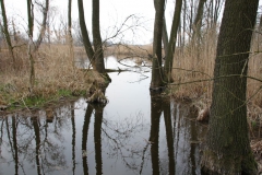 2020-03-29 Sochowa Zagroda (39)