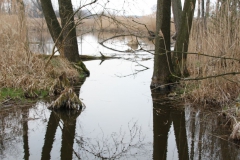 2020-03-29 Sochowa Zagroda (40)