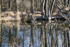 2020-04-05 Sochowa Zagroda (21)