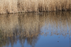 2020-04-05 Sochowa Zagroda (22)