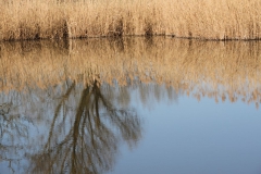 2020-04-05 Sochowa Zagroda (23)