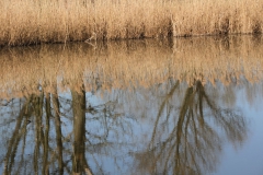 2020-04-05 Sochowa Zagroda (24)