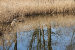 2020-04-05 Sochowa Zagroda (25)