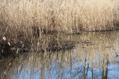 2020-04-05 Sochowa Zagroda (26)