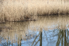 2020-04-05 Sochowa Zagroda (27)