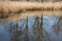 2020-04-05 Sochowa Zagroda (28)