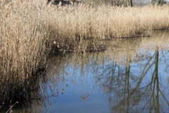 2020-04-05 Sochowa Zagroda (29)