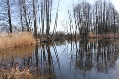 2020-04-05 Sochowa Zagroda (31)