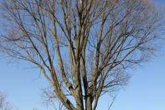 2020-04-05 Sochowa Zagroda (33)