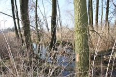 2020-04-05 Sochowa Zagroda (34)