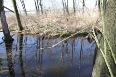 2020-04-05 Sochowa Zagroda (35)