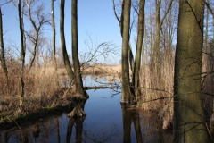 2020-04-05 Sochowa Zagroda (36)