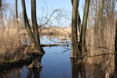 2020-04-05 Sochowa Zagroda (37)