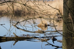 2020-04-05 Sochowa Zagroda (38)