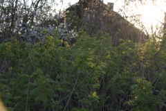 2020-04-12 Sochowa Zagroda - wielkanoc (21)