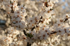 2020-04-12 Sochowa Zagroda - wielkanoc (22)