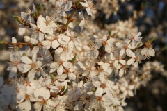 2020-04-12 Sochowa Zagroda - wielkanoc (23)