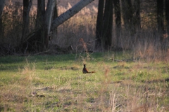 2020-04-12 Sochowa Zagroda - wielkanoc (25)