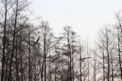 2020-04-12 Sochowa Zagroda - wielkanoc (26)