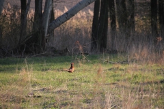 2020-04-12 Sochowa Zagroda - wielkanoc (27)