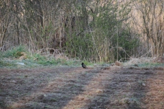 2020-04-12 Sochowa Zagroda - wielkanoc (32)