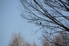 2020-04-12 Sochowa Zagroda - wielkanoc (40)