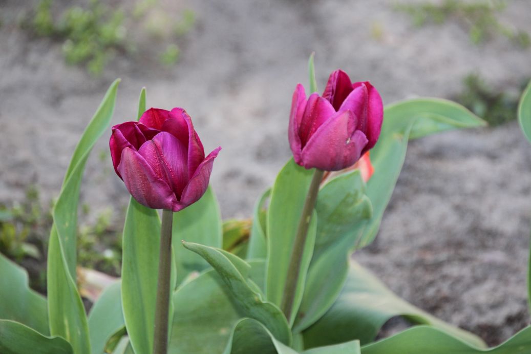 2020-04-23 Sochowa Zagroda - wiosna (1)