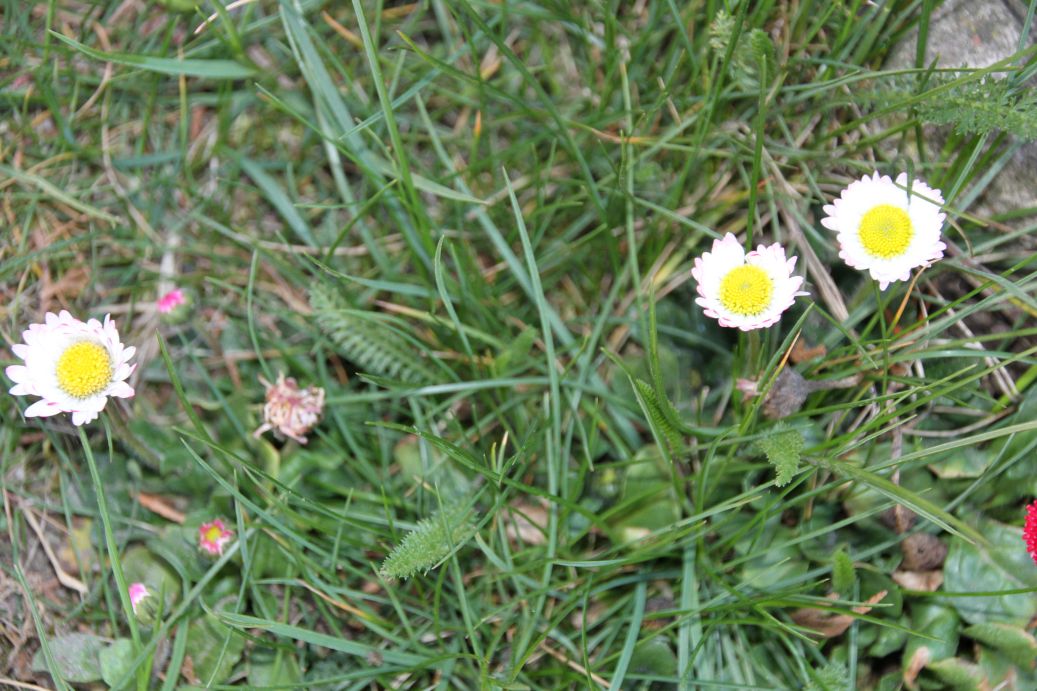 2020-04-23 Sochowa Zagroda - wiosna (31)