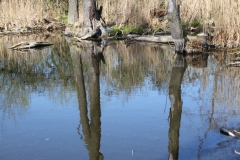 2020-04-19 Sochowa Zagroda - wiosna (16)