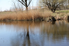 2020-04-19 Sochowa Zagroda - wiosna (17)