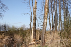 2020-04-19 Sochowa Zagroda - wiosna (18)