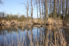 2020-04-19 Sochowa Zagroda - wiosna (19)