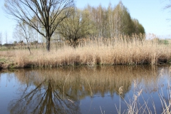 2020-04-19 Sochowa Zagroda - wiosna (20)
