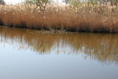 2020-04-19 Sochowa Zagroda - wiosna (22)