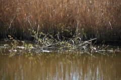 2020-04-19 Sochowa Zagroda - wiosna (23)