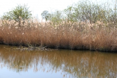 2020-04-19 Sochowa Zagroda - wiosna (25)