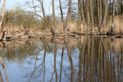 2020-04-19 Sochowa Zagroda - wiosna (26)