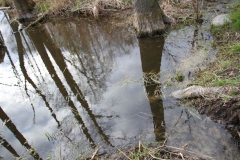 2020-04-19 Sochowa Zagroda - wiosna (27)