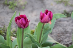 2020-04-23 Sochowa Zagroda - wiosna (1)