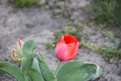 2020-04-23 Sochowa Zagroda - wiosna (2)